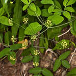 Yellow pimpernel